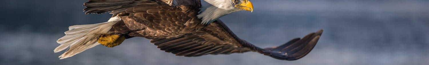 Fuglefotografering ørn